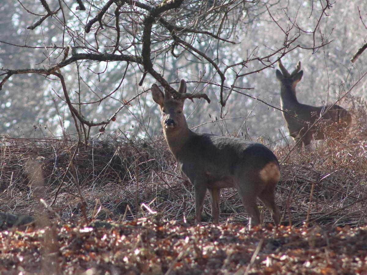 Pheasant Lodge Wimborne Minster Bagian luar foto