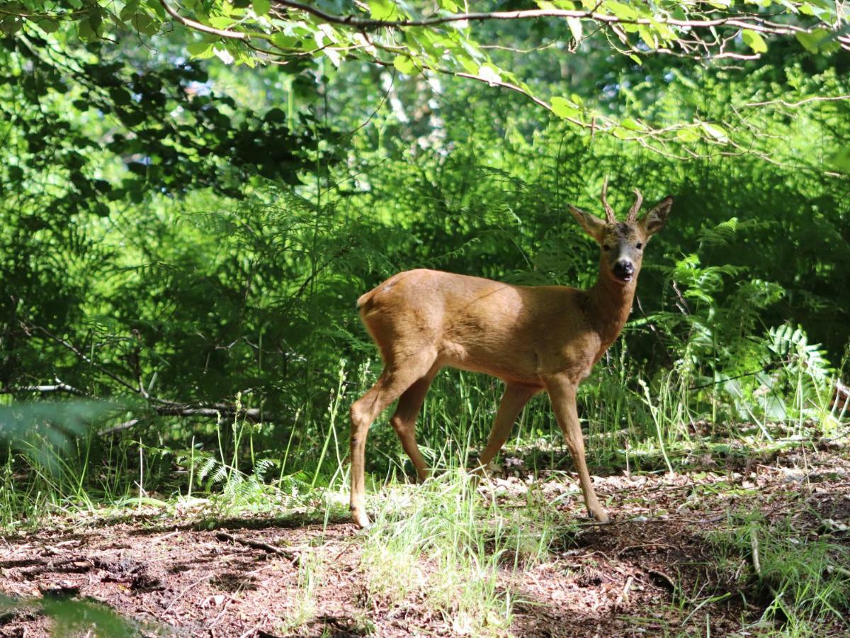 Pheasant Lodge Wimborne Minster Bagian luar foto